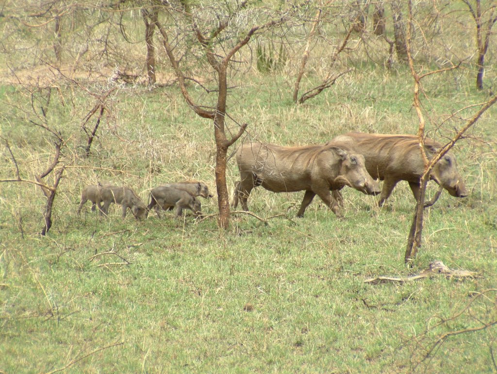 11-Warthog family.jpg - Warthog family